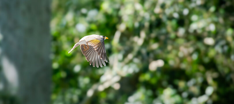 Noisy Miner in flight. The noisy miner is a bird in the honeyeater family, Meliphagidae, and is endemic to eastern and southeastern Australia.