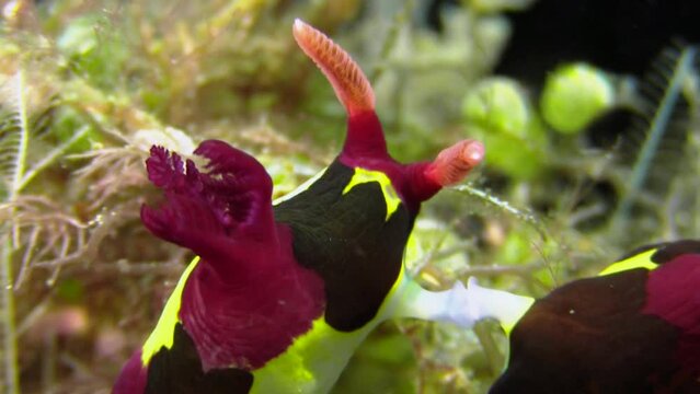 Nudibranch mating: Two colorful Nembrotha sea slugs have their sexual organs connected while they remain side by side. Nudibranchs are hermaphrodites and fertilize each other simultaneously. Close-up.