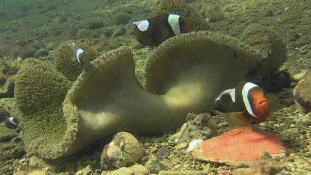 Large saddleback anemonefish arranges clutch of tiny red eggs located next to a Haddon's anemone. Inside the anemone, more saddleback anemonefish swim back and forth.
