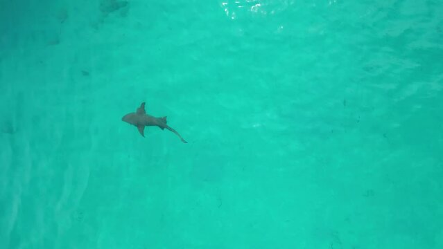 Top down aerial video of a shark swimming in clear blue waters