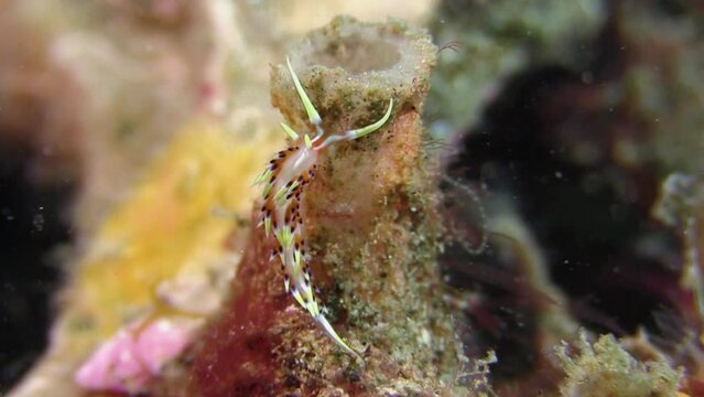 Tiny nudibranch called Phidiana indica crawling up a sponge. This sea slug grows up to 2 cm long. Its fusiform cerata are orange and blue and have white tips. Close-up shot.