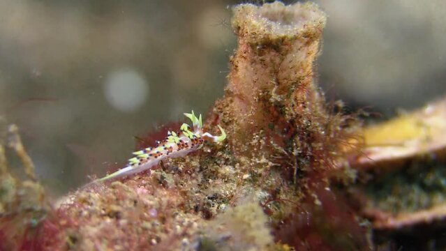 Very small nudibranch called Phidiana indica feeding on a sponge. This sea slug grows up to 2 cm long. Its fusiform cerata are orange and blue and have white tips.