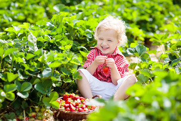 Kids pick strawberry on berry field in summer