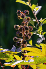 Green Castor Bean Plant