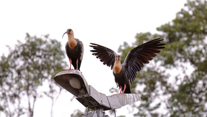 Buff necked Ibis Animals