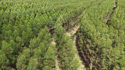 Naklejka premium cultivation of eucalyptus trees