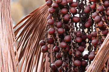 fruits of the buriti palm tree
