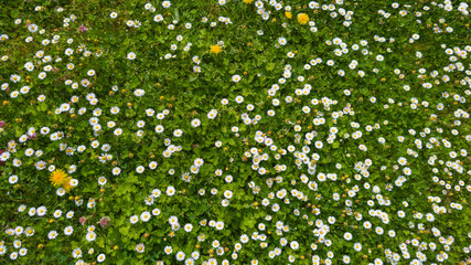 Daisy flowers on green lawn garden field meadow floral abstract background