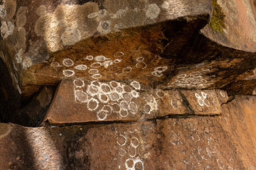Dobsonfly Aquatic Insect Eggs