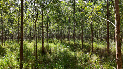 cultivation of eucalyptus trees