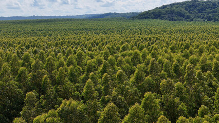 Fototapeta na wymiar cultivation of eucalyptus trees
