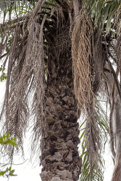 Macaw Palm Tree