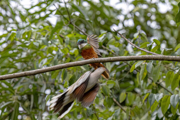 Animal Rufous-tailed Jacamar Bird