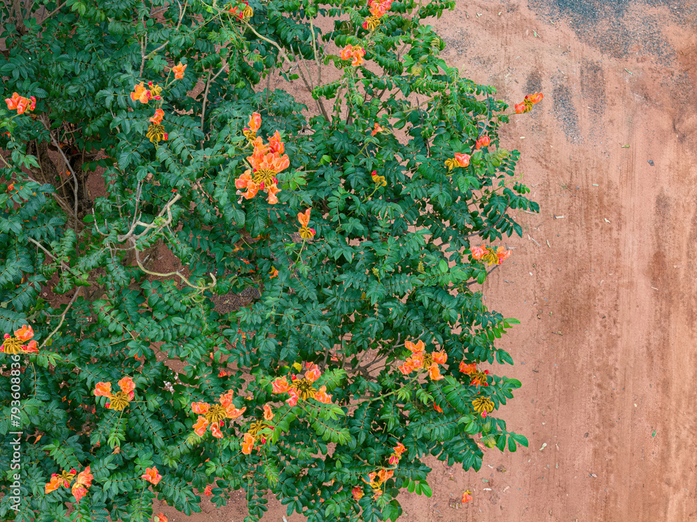 Canvas Prints african tulip tree flowers