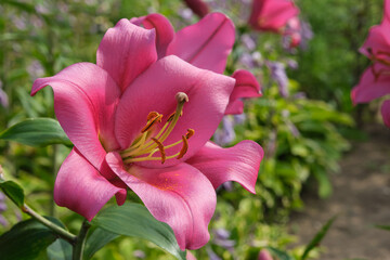 Pink  lily close up on flower bed in summer garden.