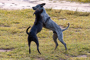 Dogs animals playing in the field