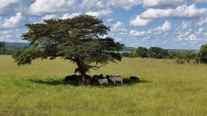Foto op Plexiglas cows and horses in a field taking refuge from the afternoon sun in the shade of a tree © ViniSouza128