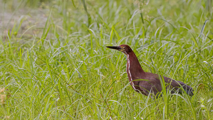 Rufescent Tiger Heron Animal