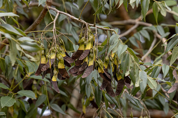 Machaeriums Plant Seeds