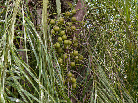 Macaw Palm Fruits