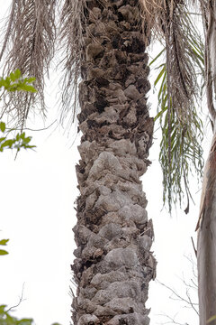 Macaw Palm Tree