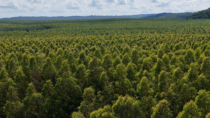 cultivation of eucalyptus trees