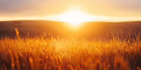 Sun setting behind a tranquil wheat field, casting a golden glow across the landscape.