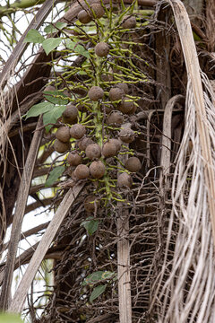 Macaw Palm Fruits
