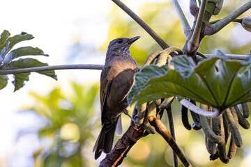 Animal Pale breasted Thrush Bird