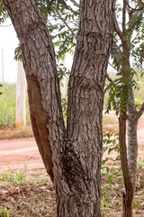 Pekea Nut Tree Trunk