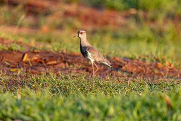 Adult Southern Lapwing Bird