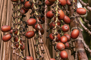 fruits of the buriti palm tree