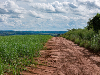 field sugar cane cultivation