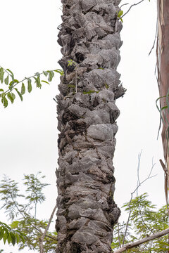 Macaw Palm Tree