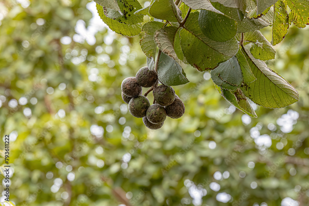 Wall mural pekea nut tree fruit