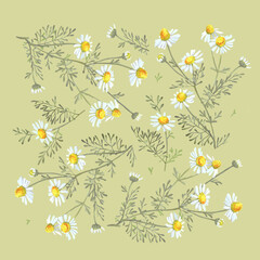 Chamomile flower bouquets on a light green background. Botanical sketch of medical herb for label, herbal tisane tea packaging, fashion prints. Hand drawn square template