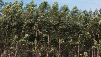 cultivation of eucalyptus trees