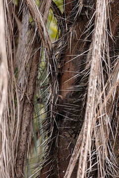 Macaw Palm Tree