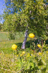 Flowering Globeflower on a sunny meadow - 793611686