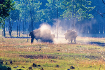 Bisons on a meadow with dust a summer day - 793611807