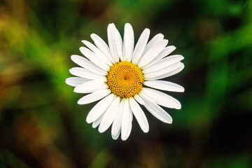 Flowering Ox-eye daisy from above - 793611823