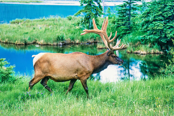 Elk with big antlers walking by a lake  in the wilderness - 793611826