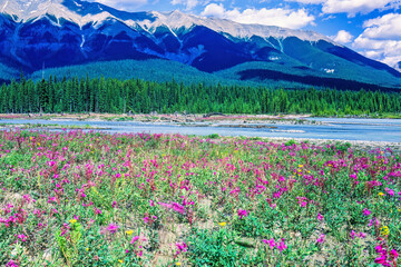 Flowering meadow in a river valley by the mountains - 793611870