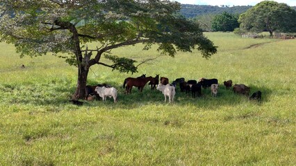 cows and horses in a field taking refuge from the afternoon sun in the shade of a tree