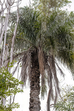 Macaw Palm Tree
