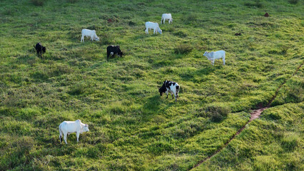 cattle cows grazing in a field in the late afternoon
