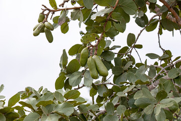 Stinkingtoe Tree with Fruits