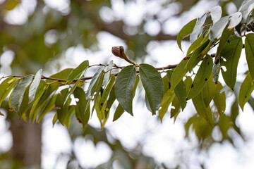 Stinkingtoe Tree Leaves