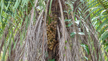 Macaw Palm Fruits