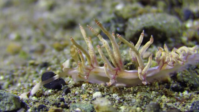 close-up shot of the head of flabellina nudibranch crawling right to left over sandy bottom with some pebbles. It is a double-ringed or bills flabellina, a very rare sea slug.